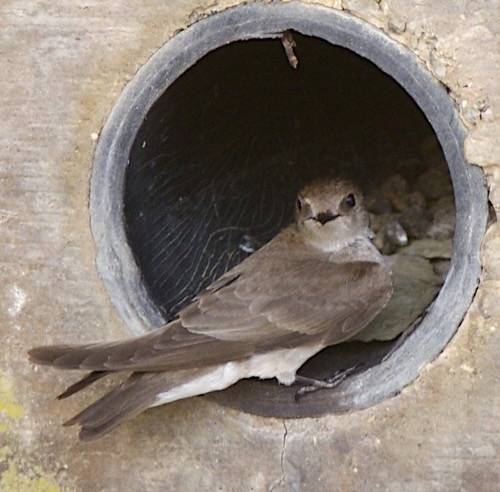 Bank Swallow by hmclin is licensed under CC PDM 1.0